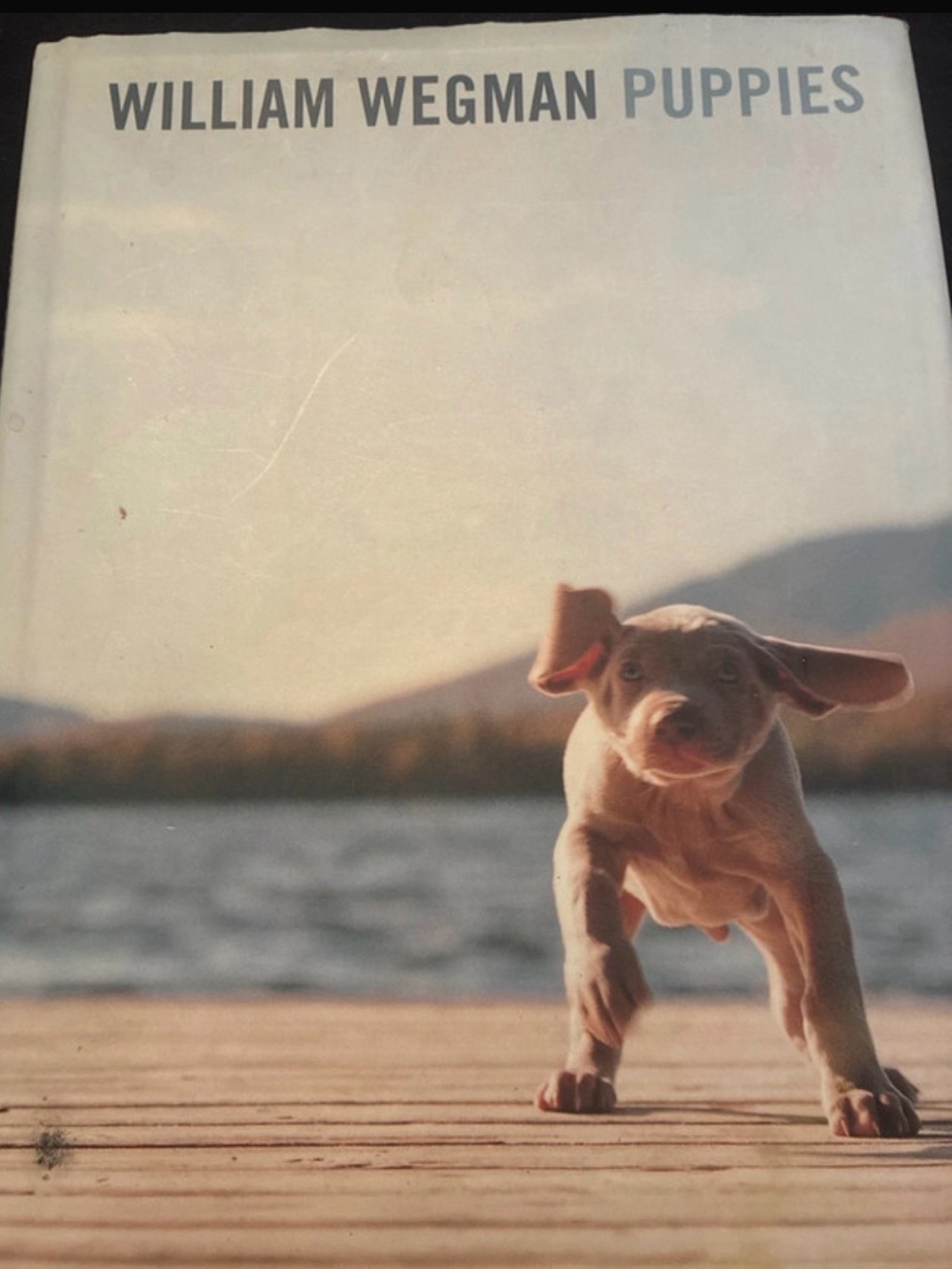 Puppies by William Wegman Hardcover photography Book - coffee table book